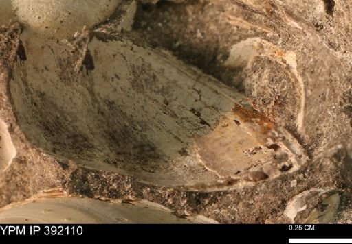 Protocardia sp.