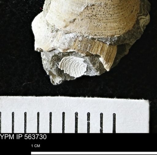 Limopsis striatopunctatus
