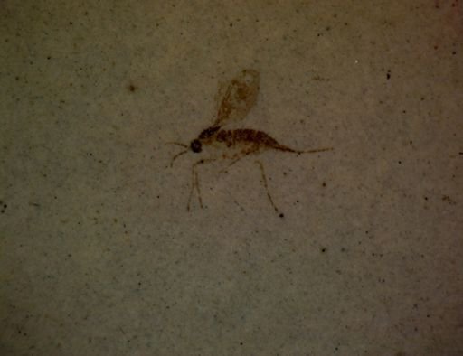 undet. Diptera