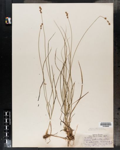 Carex echinata