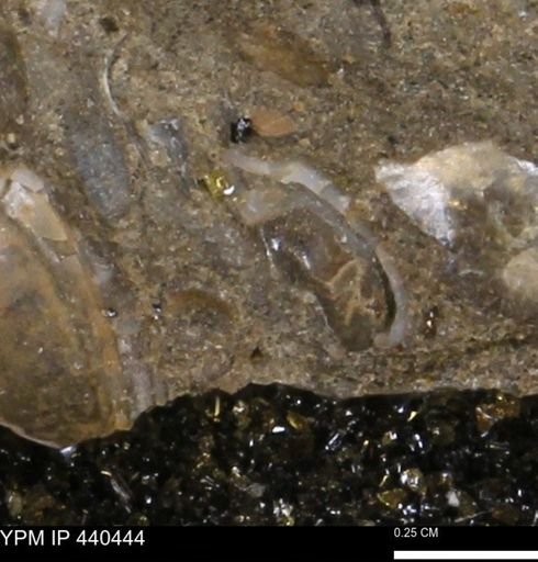 undet. Bivalvia