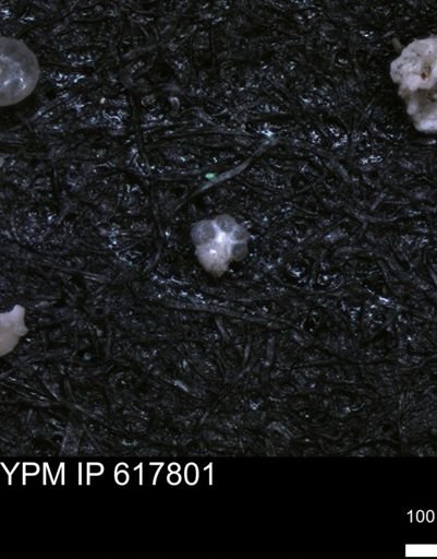 undet. Rugoglobigerinidae