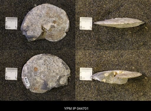 Sphenodiscus lenticularis