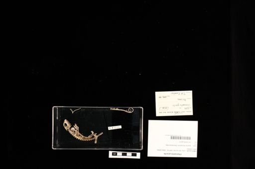 Chamaeleo gracilis