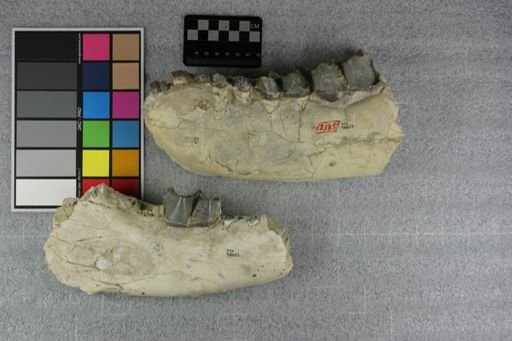 Brontotheriidae