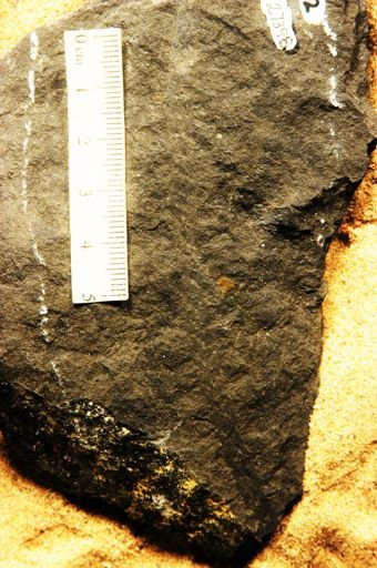 Psilophyton princeps var. ornatum