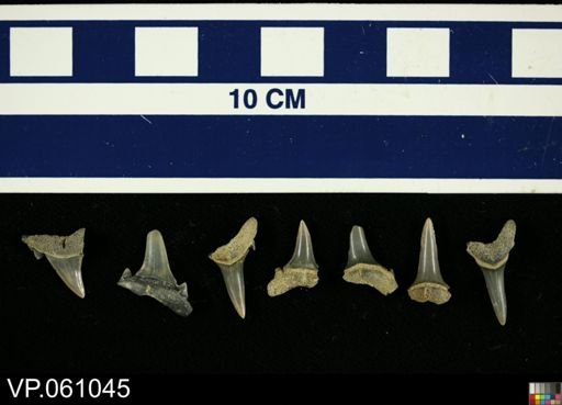 undet. Elasmobranchii
