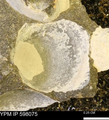Limopsis striatopunctatus
