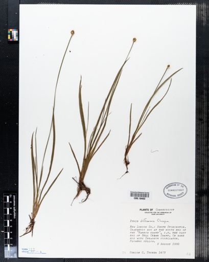 Xyris difformis