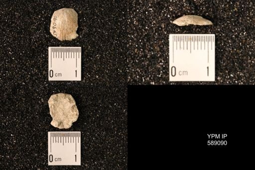 Dinorthis subquadrata