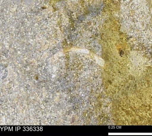 undet. Mollusca