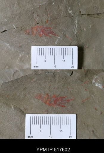 undet. Arthropoda