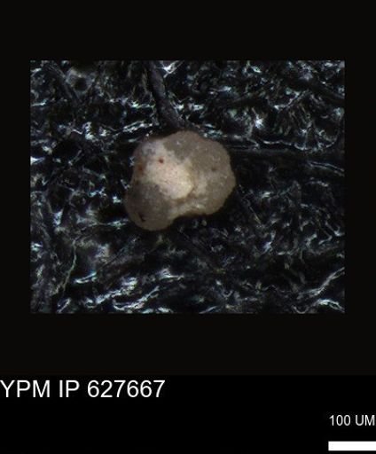 undet. Foraminiferida