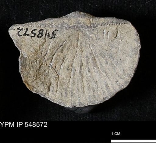 Stropheodonta inflexa?