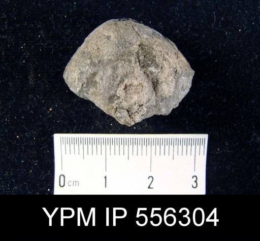 Eatonia sp.