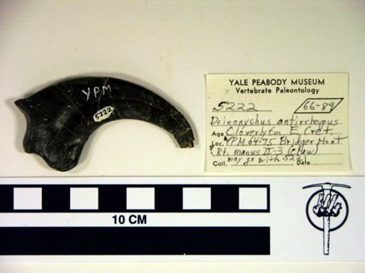 Deinonychus antirrhopus