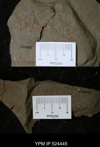 undet. Echinodermata