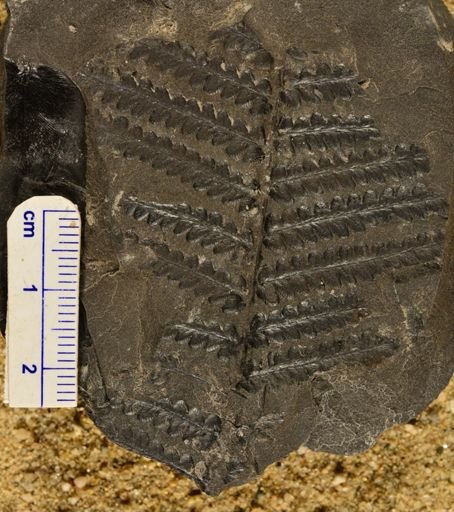 Pecopteris sp.