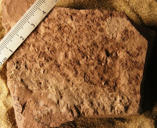 Araceaeites friteli