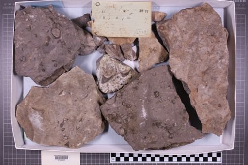 mixed taxa, stratigraphic collection