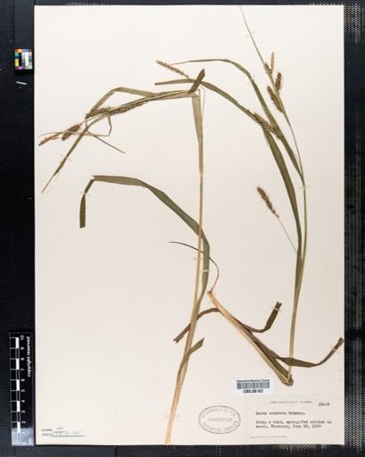 Carex scabrata