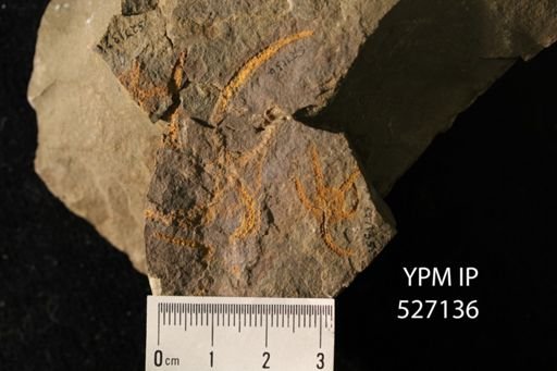 undet. Protasteridae
