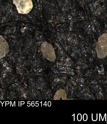 Spirolocammina sp.