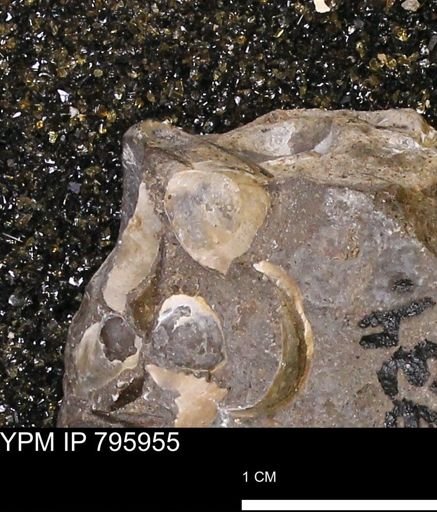 undet. Bivalvia