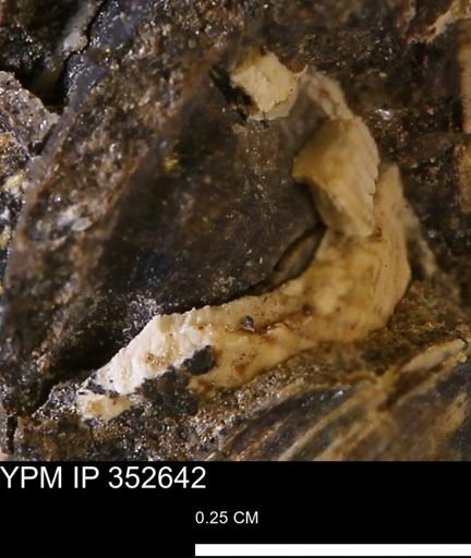 undet. Bivalvia