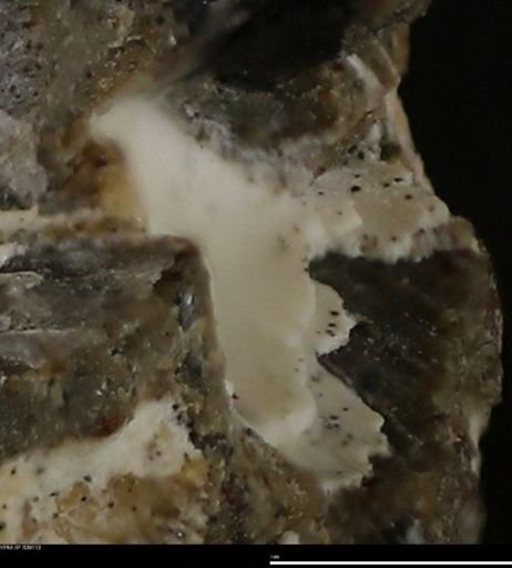 Corbulamella gregaria