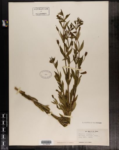 Plantae