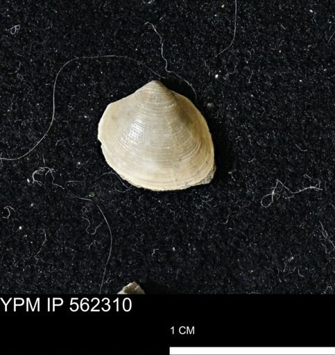 Limopsis striatopunctatus