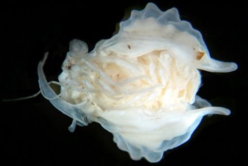 Gnathophausia