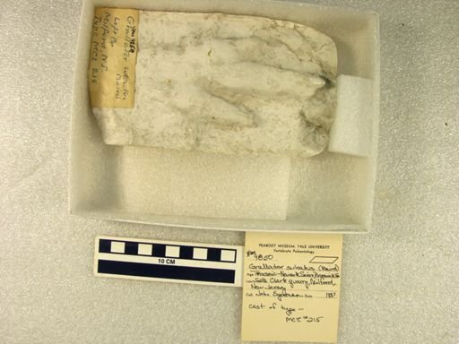 Grallator sulcatus