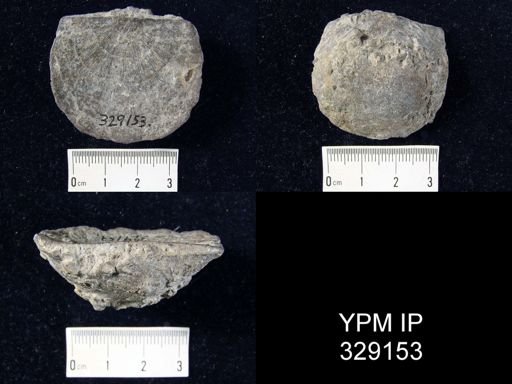 Stropheodonta demissa
