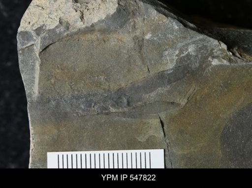 undet. Phyllocarida