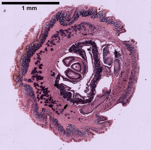 Baseodiscus edmondsoni