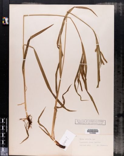 Carex crinita