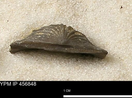 Stropheodonta sp.