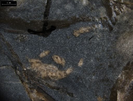 Aplocoma damesii