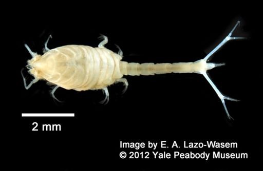 Diastylis sculpta