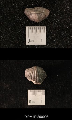 Platystrophia biforata fissicostata