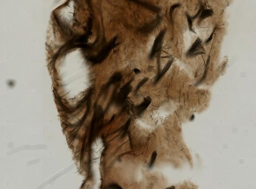 Mycale microsigmatosa