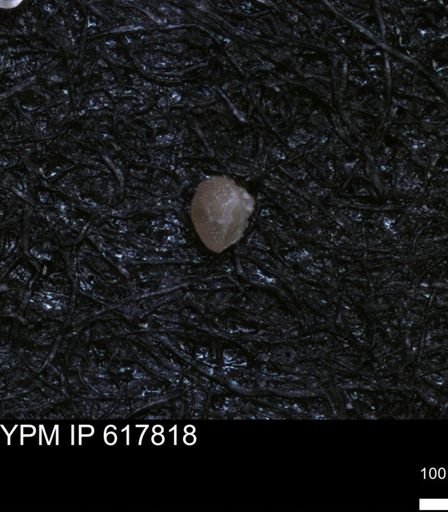 undet. Foraminiferida