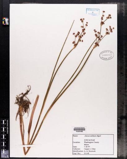 Juncus militaris