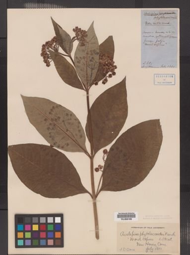 Asclepias phytolaccoides