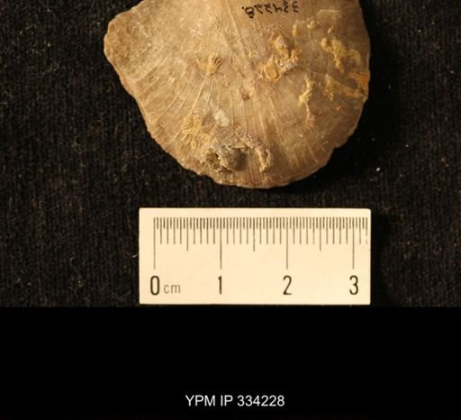 Agelacrinites pileus