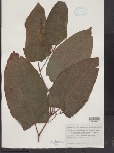Polygonum sachalinense