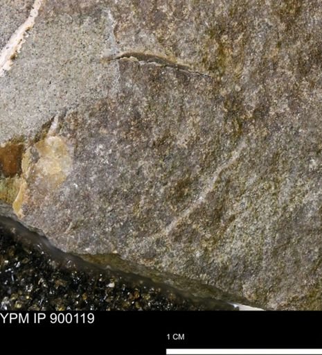 undet. Mollusca