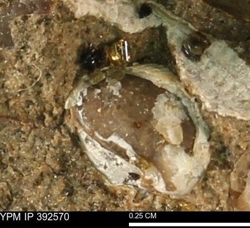 Protocardia subquadrata